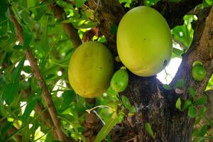 Fresh Green Fruits Hanging from a Tree Branch photo