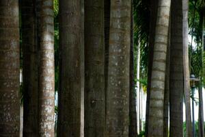 Serene Palm Tree Forest in Natural Light photo