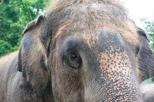 Close-Up View of an Elephant's Face in Nature photo