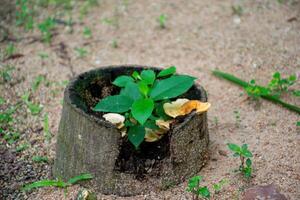 Green Plant Growing from a Tree Stump in Nature photo
