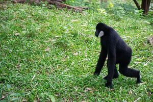 Black Primate Walking on Green Grass in Natural Habitat photo