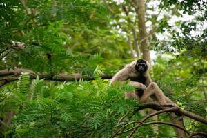 Playful Gibbon Relaxing on Tree Branch in Lush Forest photo