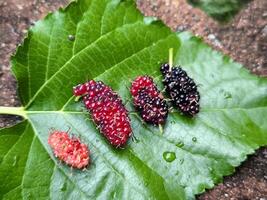 Different stages of life circular of a mulberry. leaf background photo