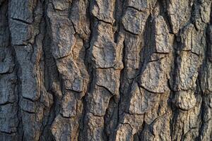 Textured close-up of tree bark showcasing intricate patterns in natural light photo