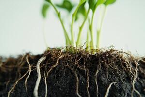 Green sprouts emerging from rich soil with visible root structure in a bright indoor setting photo