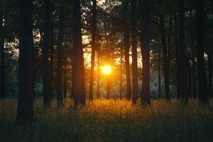 Golden sunset filtering through tall trees in a serene forest setting during early evening hours photo