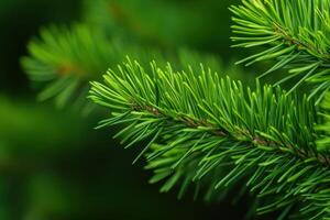 Close-up view of green pine needles showcasing texture and details in a natural setting photo