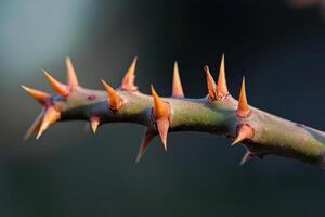 Thorny branch highlighting sharp spikes against a blurred background in natural light photo