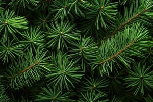 Lush green pine needles densely packed together during the summer in a serene forest setting photo