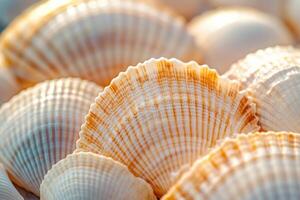 Close-up view of beautifully textured seashells resting on sandy beach during sunset photo