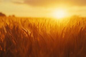 Golden wheat field at sunset capturing the serene beauty of nature's harvest season photo