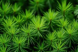 Lush green pine needles covering the forest floor during a sunny afternoon in early summer photo