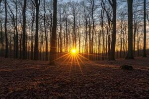 Sunset filtering through trees in a tranquil forest setting during late afternoon hours photo