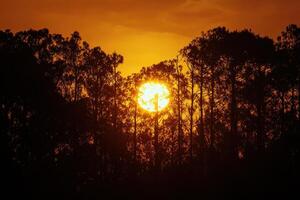 Golden sunset illuminating the silhouette of trees in a serene natural landscape photo