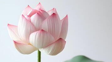 Horizontal banner with close-up of a beautiful pink lotus flower in bloom on a light background. Concept of nature and tranquility. Perfect for Diwali, Hindu festival, Vesak or Lotus Festival photo