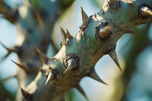 Detailed close-up of thorny plant stalk showcasing sharp spines in natural sunlight photo