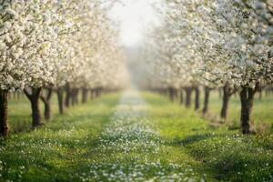 Blossom trees line a peaceful pathway in a spring orchard with vibrant green grass photo