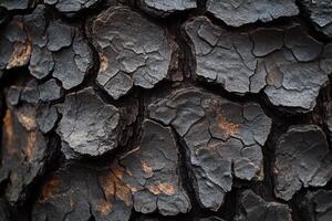 Textured dark bark of a charred tree reveals natural patterns and details in sunlight photo
