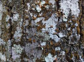 The trunk of the pine is coated in a thick layer of moss photo