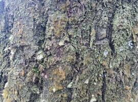 pine tree trunk covered with moss photo