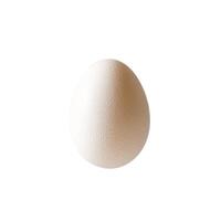 Cage-free chicken eggs arranged on a white backdrop photo