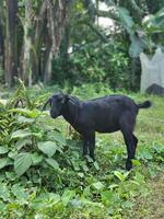 A black colored goat is feeding under the open sky in a rural setting. photo