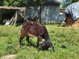 A black colored goat is feeding under the open sky in a rural setting. photo