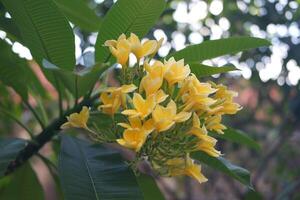 beautiful cluster of yellow flowers photo