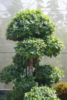 beautifully pruned garden tree with lush photo