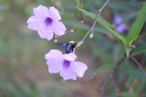 Bumblebee on a purple flower, selective focus photo