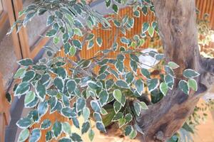 close up of a green ficus in the restaurant photo