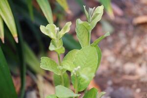 Close up of fresh green leaves of guava tree in the garden photo