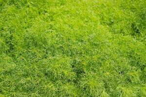 Green fresh dill in the garden. Natural background. Top view. photo