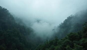 Foggy rainforest mountain valley covered in mist, serene and tranquil nature landscape. photo