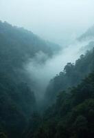A serene view of a lush rainforest valley blanketed in thick mist, creating a mystical and tranquil atmosphere photo