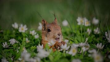 Robbits squirrels in tha grass animal photo