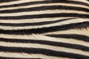 Close-Up of Zebra Stripes Texture photo