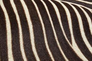 Close-Up of Zebra Stripes Texture photo