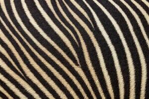 Close-Up of Zebra Stripes Texture photo