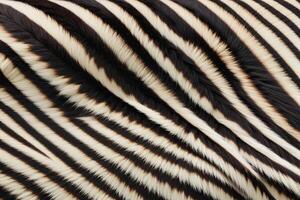 Close-Up of Zebra Stripes Texture photo