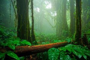 Misty Forest with Mossy Trees and Lush Ferns photo