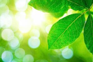 Close-Up of Green Leaves in Bright Sunlight photo