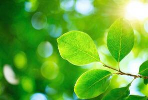 Close-Up of Green Leaves in Bright Sunlight photo