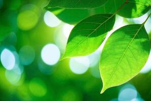 Close-Up of Green Leaves in Bright Sunlight photo