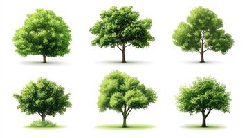 A set of trees isolated on a white background. photo