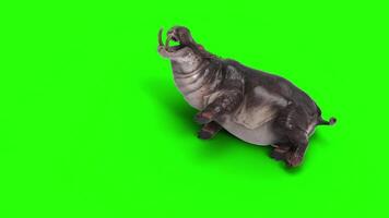 The Common Hippopotamus Amphibius posing isolate on green background with Alpha channel. video