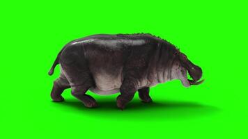 The Common Hippopotamus Amphibius posing isolate on green background with Alpha channel. video