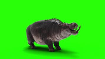 The Common Hippopotamus Amphibius posing isolate on green background with Alpha channel. video