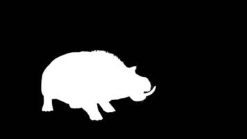The Common Hippopotamus Amphibius posing isolate on green background with Alpha channel. video