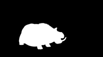The Common Hippopotamus Amphibius posing isolate on green background with Alpha channel. video